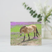 Carte Postale Cheval de Przewalski (Debout devant)