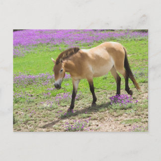 Carte Postale Cheval de Przewalski