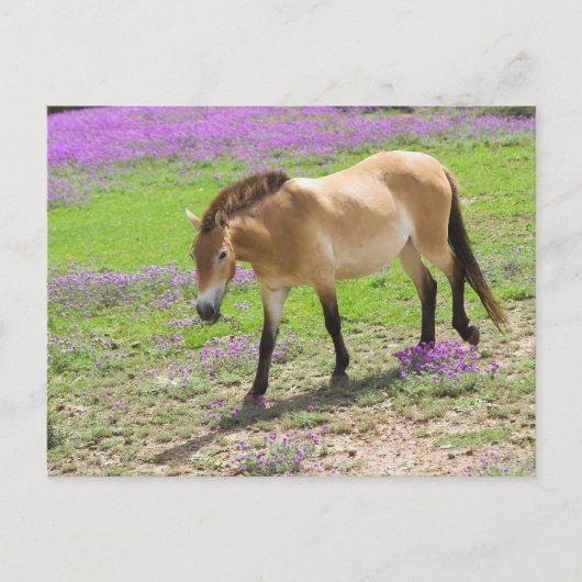 Carte Postale Cheval de Przewalski (Devant)