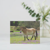 Carte Postale Cheval de Przewalskii (Debout devant)