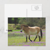 Carte Postale Cheval de Przewalskii (Devant / Derrière)