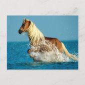 Carte Postale Cheval de pur-sang arabe (Devant)