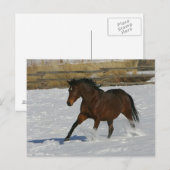 Carte Postale Cheval de pur sang fonctionnant dans la neige (Devant / Derrière)