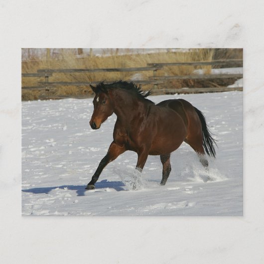 Carte Postale Cheval de pur sang fonctionnant dans la neige (Devant)