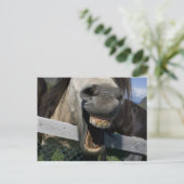 Carte Postale Cheval de rire (Debout devant)