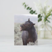 Carte Postale Cheval de rire (Debout devant)