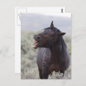 Carte Postale Cheval de rire (Devant / Derrière)