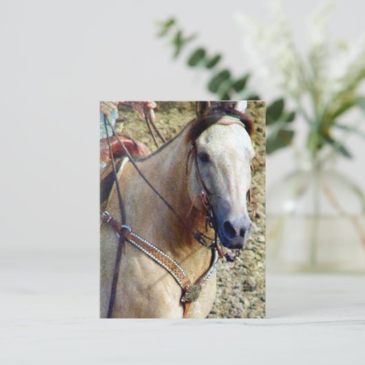 Carte Postale Cheval de rodéo Buckskin (Debout devant)