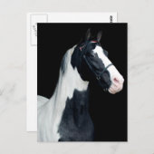 Carte Postale Cheval de selle tacheté (Devant / Derrière)