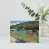 Carte Postale Cheval de Sicile (Debout devant)