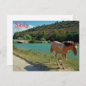 Carte Postale Cheval de Sicile (Devant / Derrière)