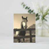 Carte Postale Cheval de ton de sépia (Debout devant)