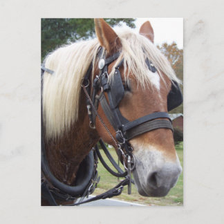 Carte Postale Cheval de trait