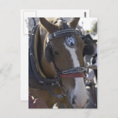 Carte Postale Cheval de transport (Devant / Derrière)