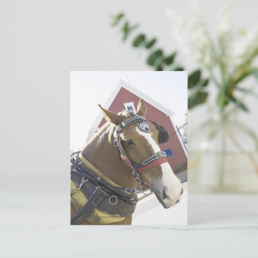 Carte Postale Cheval de transport de châtaignes (Debout devant)