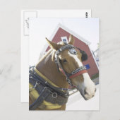 Carte Postale Cheval de transport de châtaignes (Devant / Derrière)