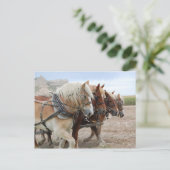 Carte Postale Cheval de travail américain (Debout devant)