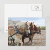 Carte Postale Cheval de travail américain (Devant / Derrière)