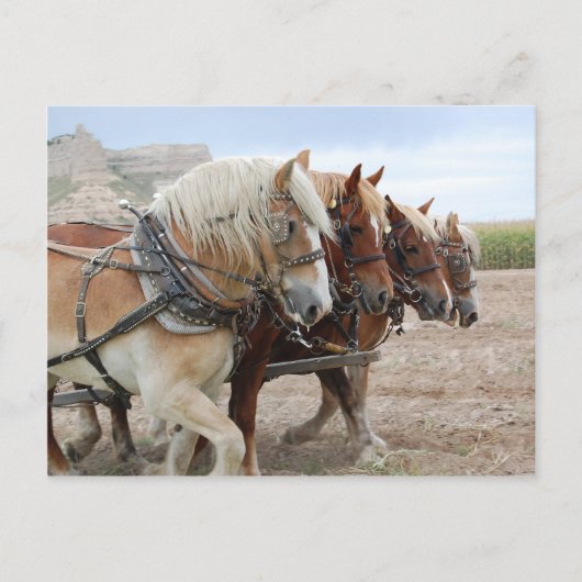 Carte Postale Cheval de travail américain (Devant)