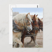 Carte Postale Cheval de travail américain (Devant / Derrière)