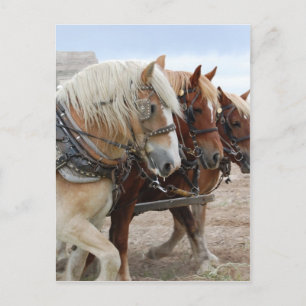 Carte Postale Cheval de travail américain