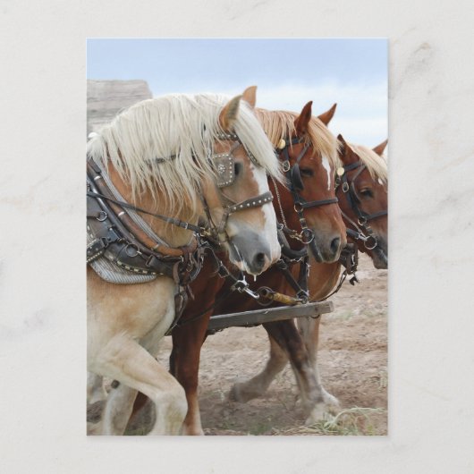 Carte Postale Cheval de travail américain (Devant)