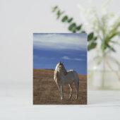 Carte Postale Cheval debout (Debout devant)