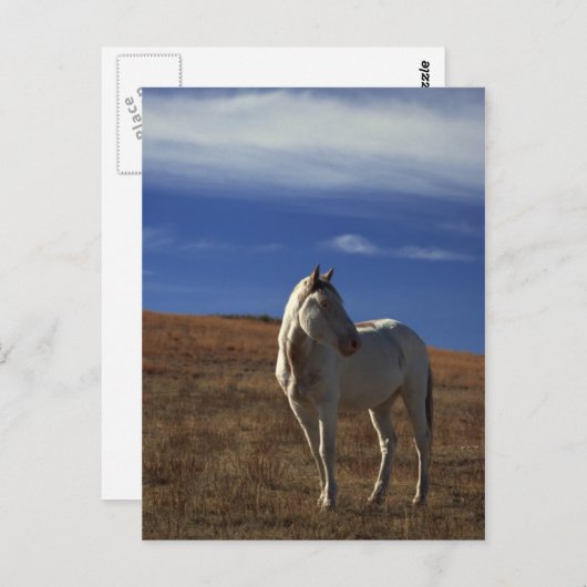 Carte Postale Cheval debout (Devant / Derrière)