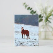 Carte Postale Cheval debout dans la neige (Debout devant)