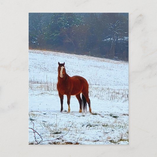 Carte Postale Cheval debout dans la neige (Devant)