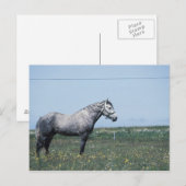 Carte Postale Cheval debout dans le champ (Devant / Derrière)