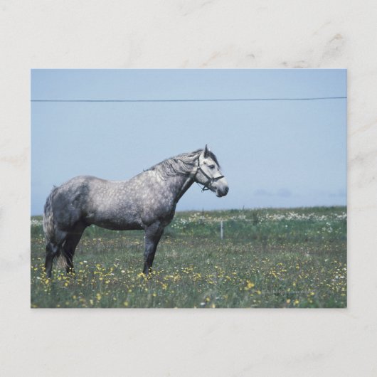 Carte Postale Cheval debout dans le champ (Devant)