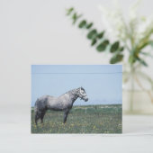 Carte Postale Cheval debout dans le champ (Debout devant)