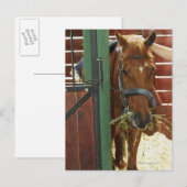 Carte Postale Cheval debout dans une écurie (Devant / Derrière)