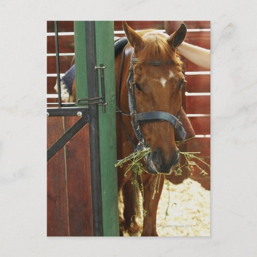 Carte Postale Cheval debout dans une écurie (Devant)