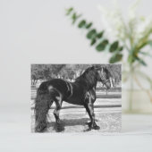 Carte Postale Cheval d'étalon noir (Debout devant)