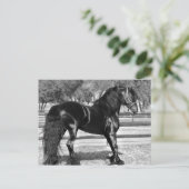 Carte Postale Cheval d'étalon noir (Debout devant)