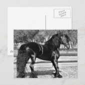 Carte Postale Cheval d'étalon noir (Devant / Derrière)
