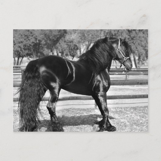 Carte Postale Cheval d'étalon noir (Devant)