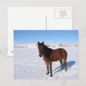 Carte Postale Cheval d'hiver (Devant / Derrière)