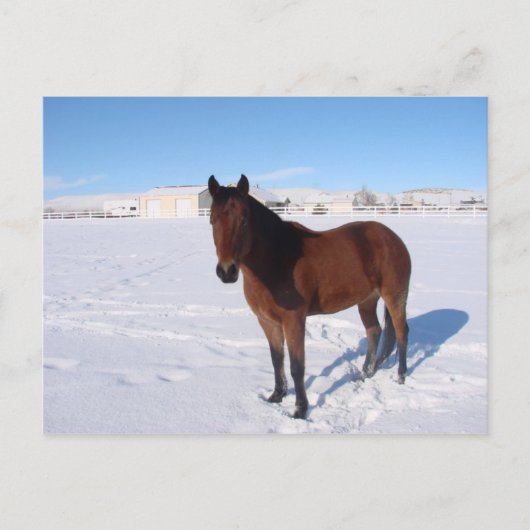 Carte Postale Cheval d'hiver (Devant)