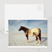 Carte Postale Cheval d'hiver (Devant / Derrière)