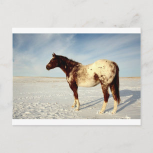 Carte Postale Cheval d'hiver
