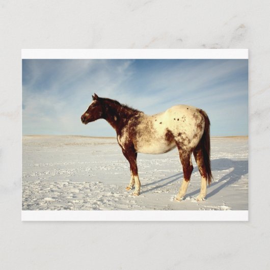 Carte Postale Cheval d'hiver (Devant)