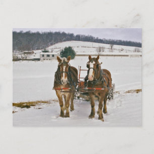 Carte postale Cheval d'hiver Amish
