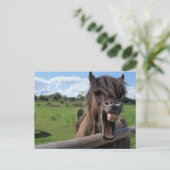 Carte Postale Cheval d'Islande (Debout devant)