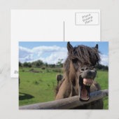 Carte Postale Cheval d'Islande (Devant / Derrière)
