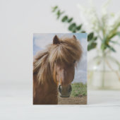 Carte Postale Cheval d'Islande III (Debout devant)