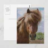 Carte Postale Cheval d'Islande III (Devant / Derrière)