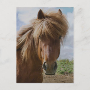 Carte Postale Cheval d'Islande III